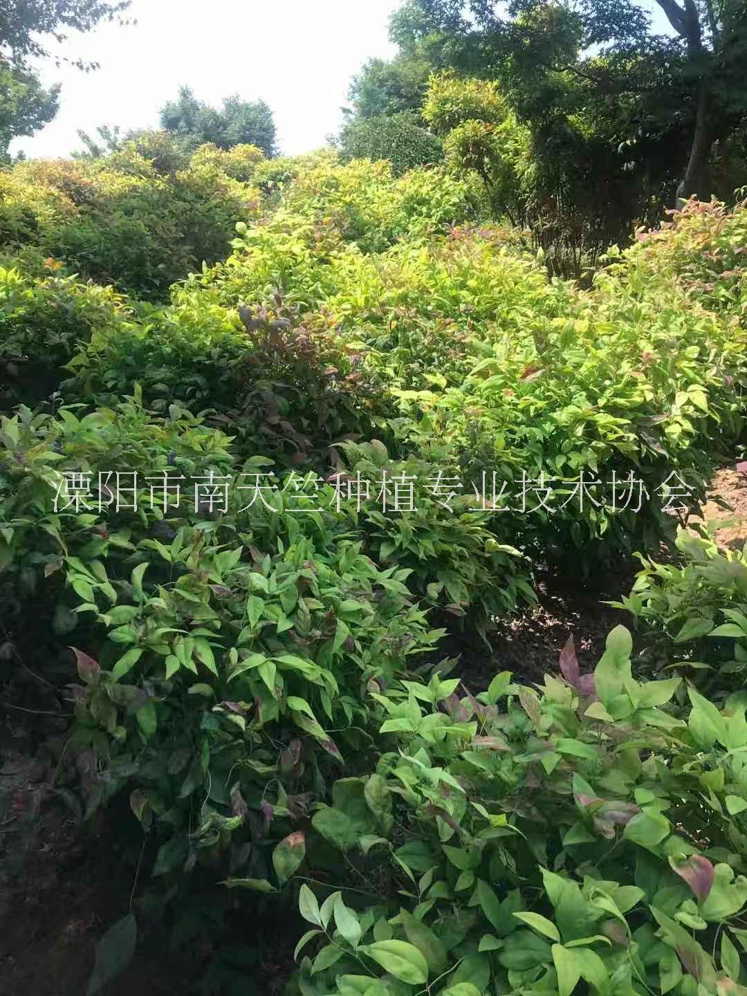 南天竺圖片/南天竺樣板圖 (1)