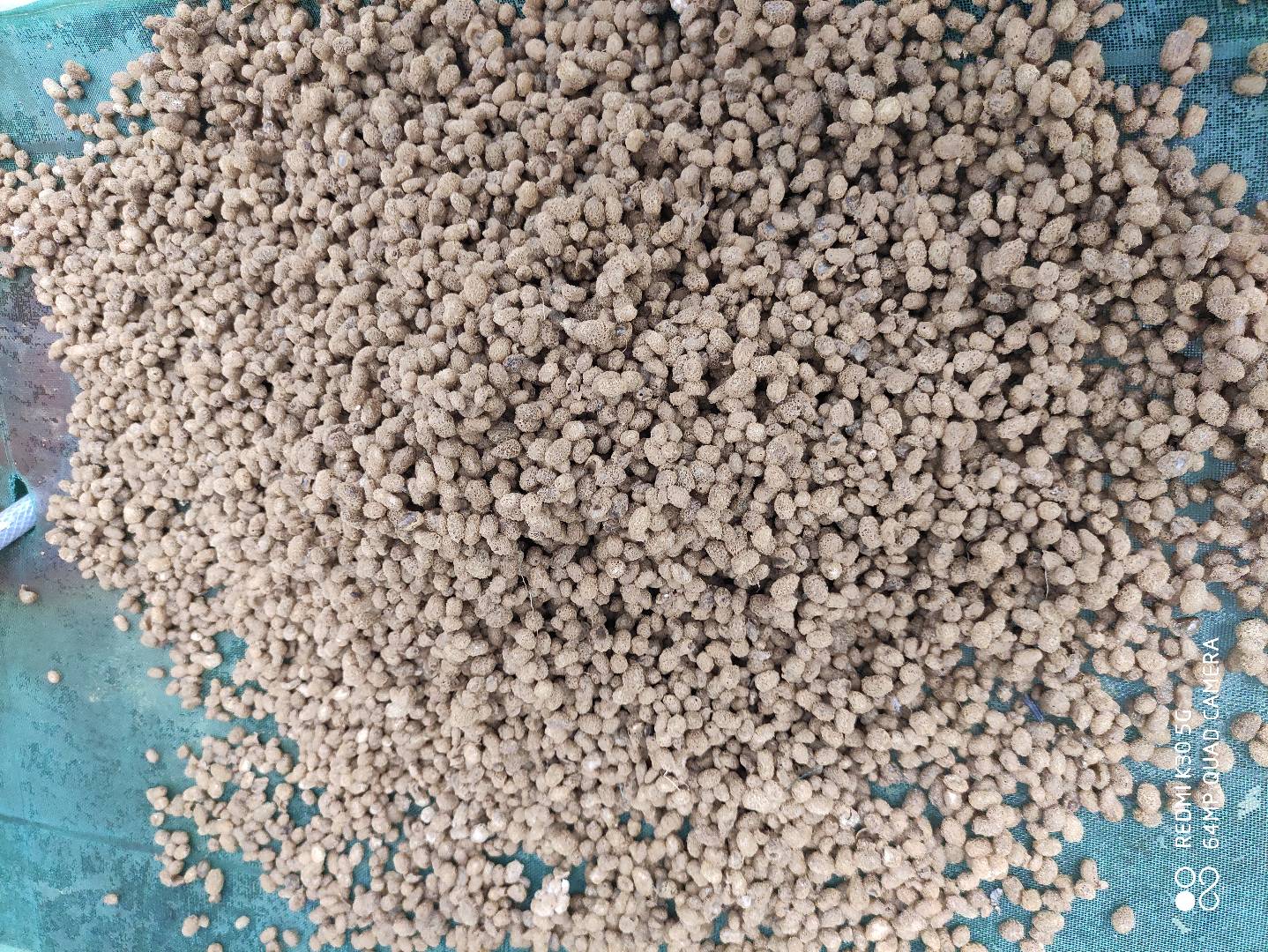 水蛭養(yǎng)殖-批發(fā)-價(jià)格-哪家好  水蛭養(yǎng)殖批發(fā)價(jià)