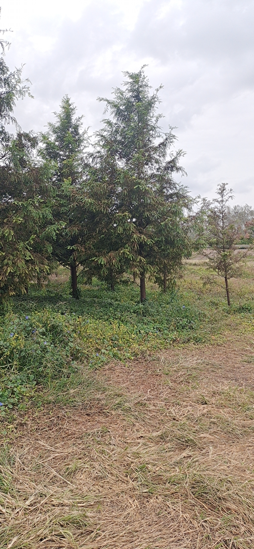 盐城市江苏水杉厂家江苏水杉种植基地，水杉批发，水杉价格