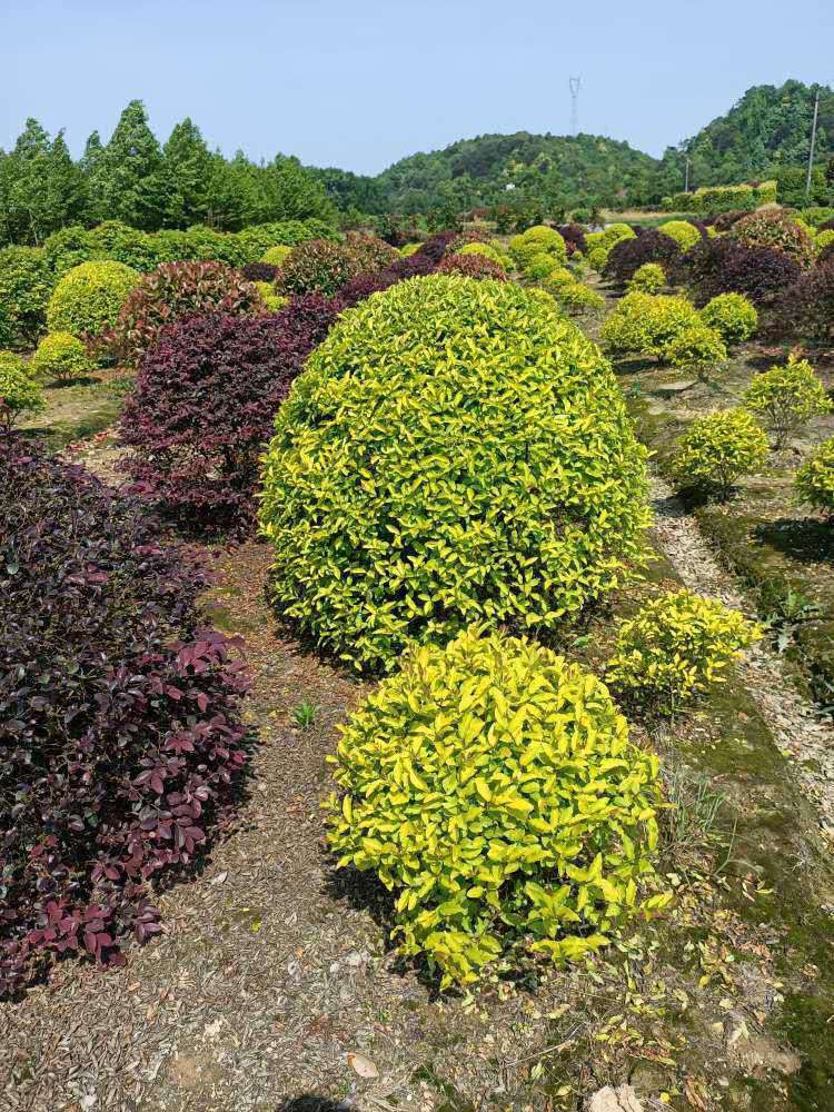 江西金冠女贞球种植基地、批发电话、产地直供【湖南千楚苗木种植合作社】