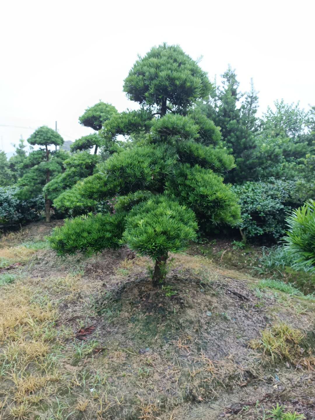 上海造型羅漢松產(chǎn)地 種植基地直銷多少錢一棵 羅漢松價格