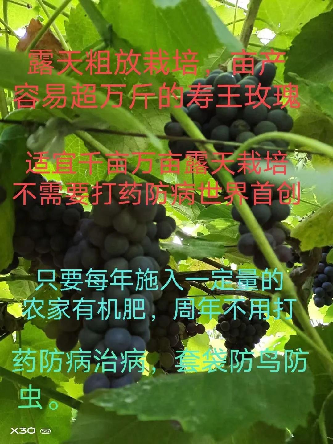壽王玫瑰葡萄苗圖片/壽王玫瑰葡萄苗樣板圖 (2)