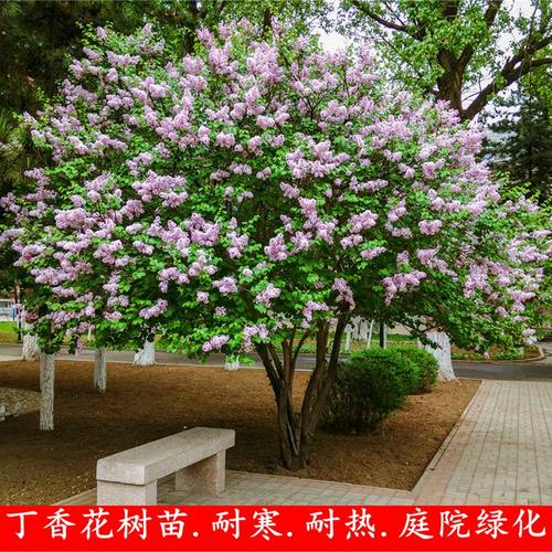 丁香圖片/丁香樣板圖 (3)