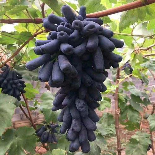 寶石葡萄圖片/寶石葡萄樣板圖 (2)