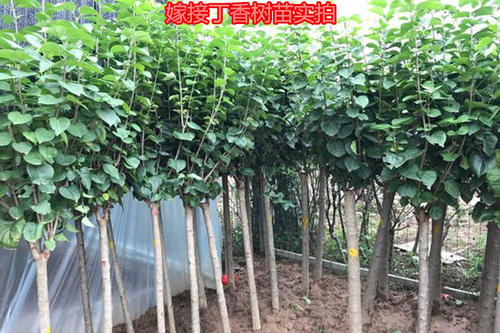 丁香苗圖片/丁香苗樣板圖 (2)