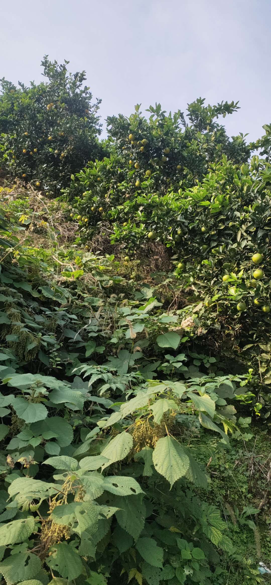 南橘 價格圖片/南橘 價格樣板圖 (3)