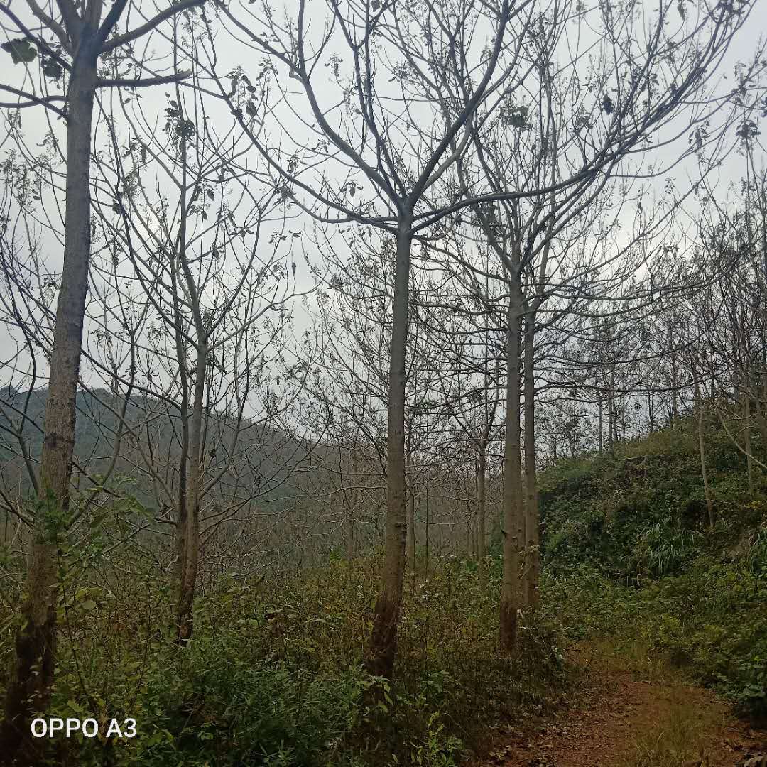 上饒紫花枹桐批發(fā)圖片/上饒紫花枹桐批發(fā)樣板圖 (2)