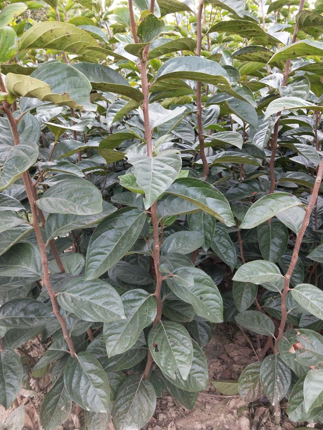 黑柿子樹苗圖片/黑柿子樹苗樣板圖 (2)