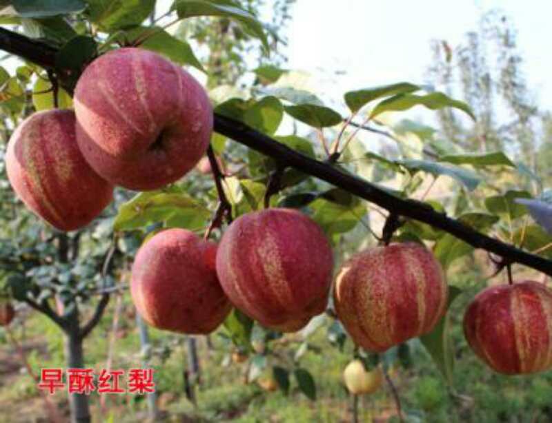 新品種紅梨樹苗價(jià)格低 八月紅梨 早酥紅梨苗 大量銷售中