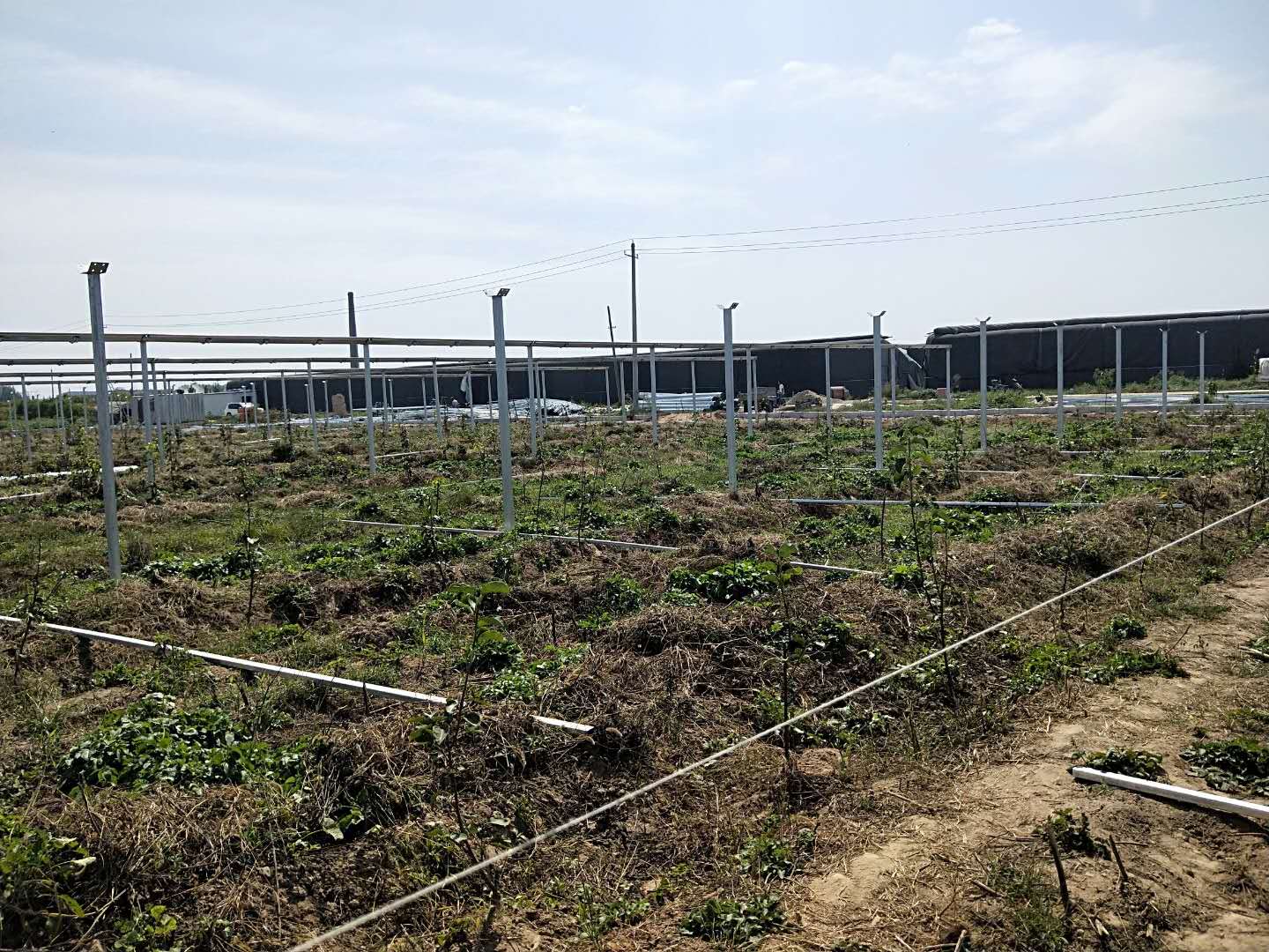 溫室大棚廠商供應(yīng)-溫室大棚市場(chǎng)報(bào)價(jià)-溫室大棚銷售-供應(yīng)商哪家好