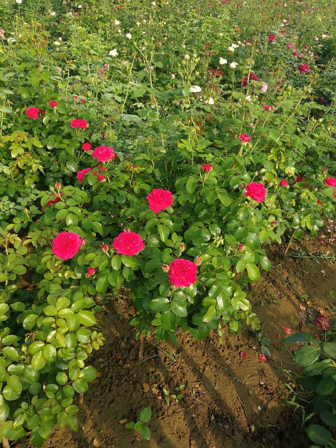 棒棒糖樹狀月季種植基地圖片/棒棒糖樹狀月季種植基地樣板圖 (1)