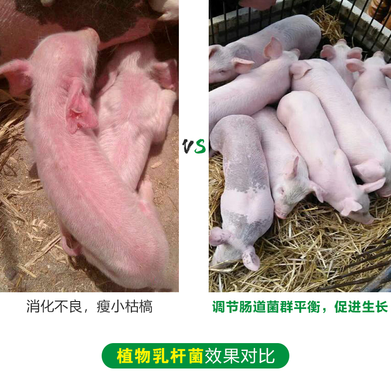 植物乳桿菌圖片/植物乳桿菌樣板圖 (2)