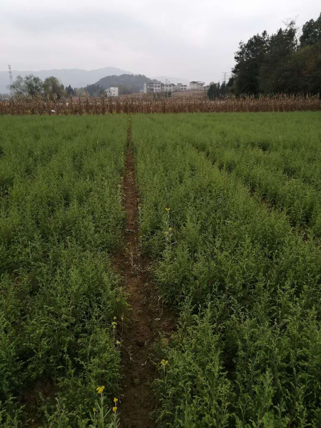川柏圖片/川柏樣板圖 (1)