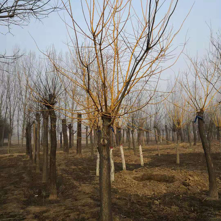 黃金槐圖片/黃金槐樣板圖 (3)