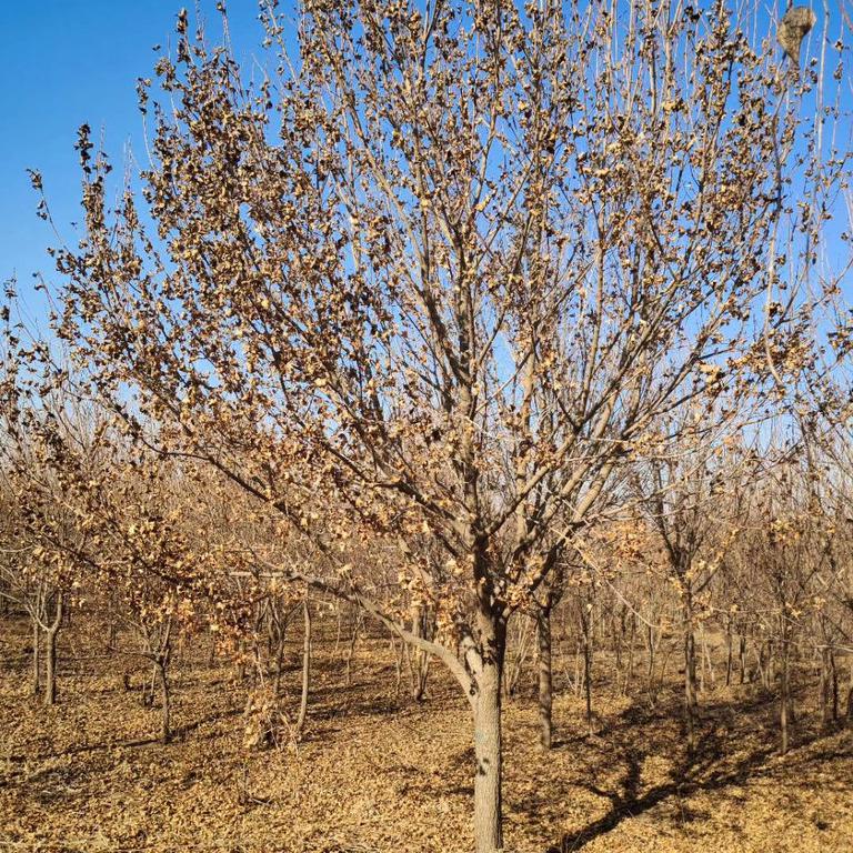 元寶楓基地圖片/元寶楓基地樣板圖 (3)
