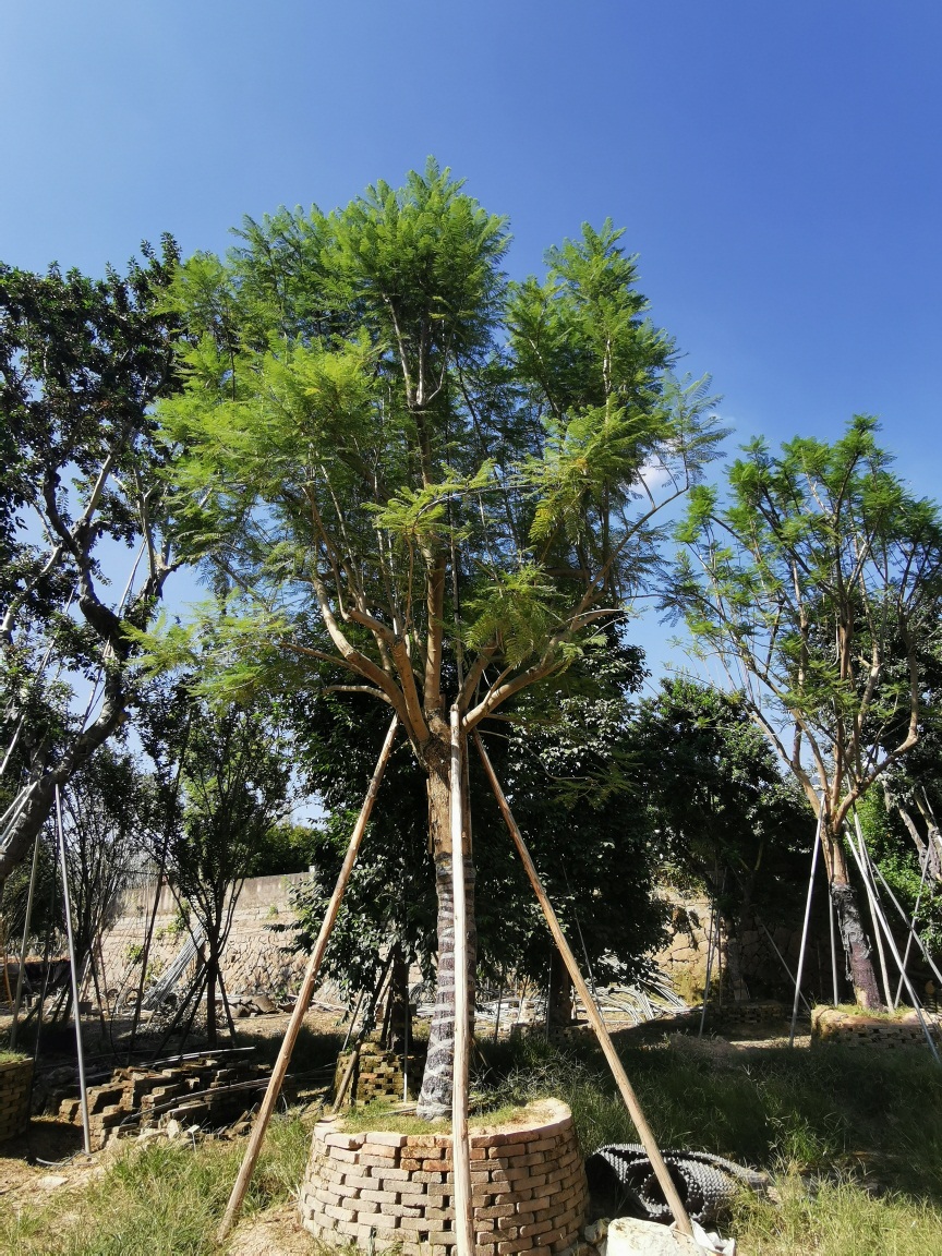 成都蓝花楹 蓝花楹价格 蓝花楹基地 10公分蓝花楹图片