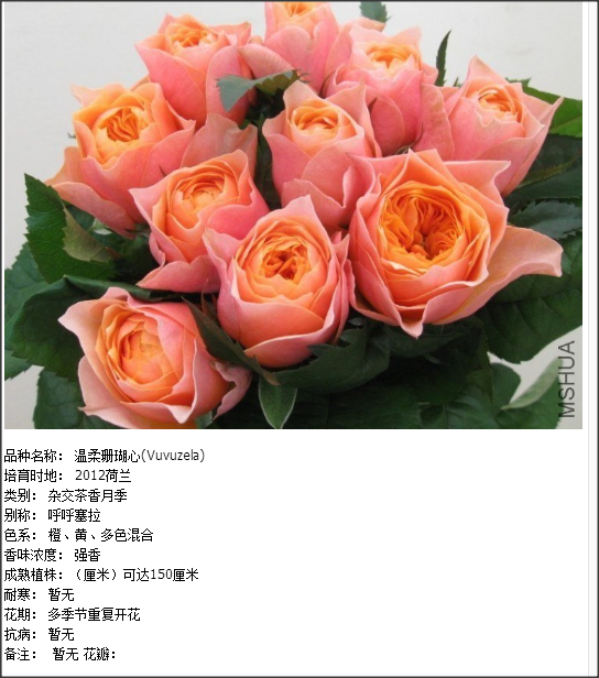 棒棒糖月季 溫柔珊瑚心圖片/棒棒糖月季 溫柔珊瑚心樣板圖 (1)