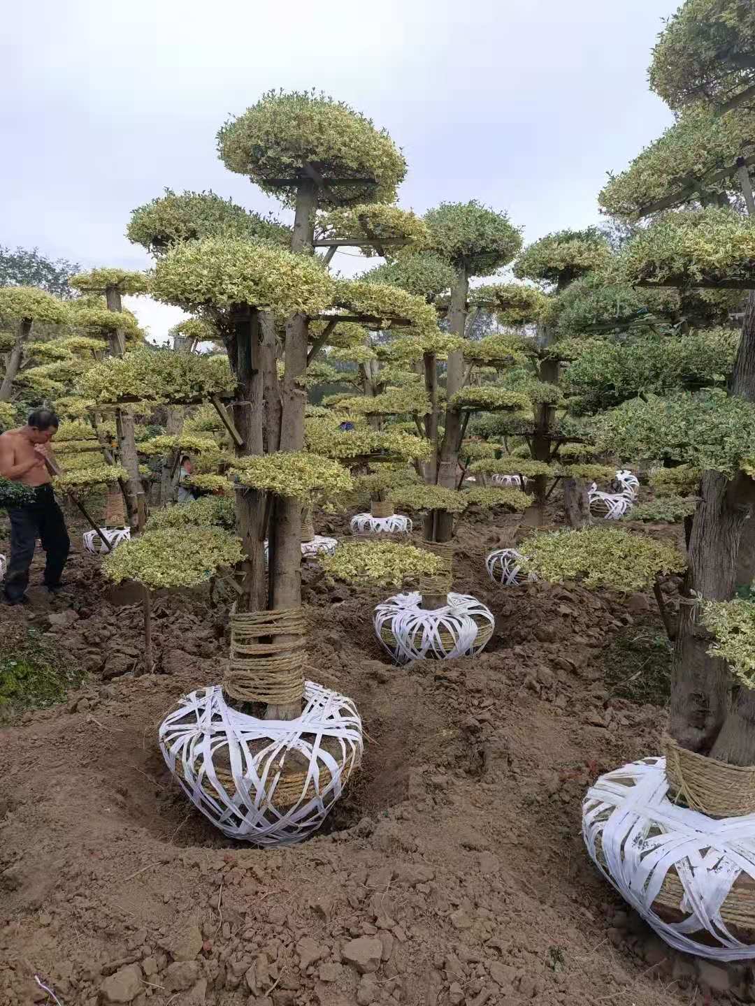 江蘇金姬水蠟產(chǎn)地 種植基地 金姬水蠟?zāi)睦镉匈u 多少錢一棵