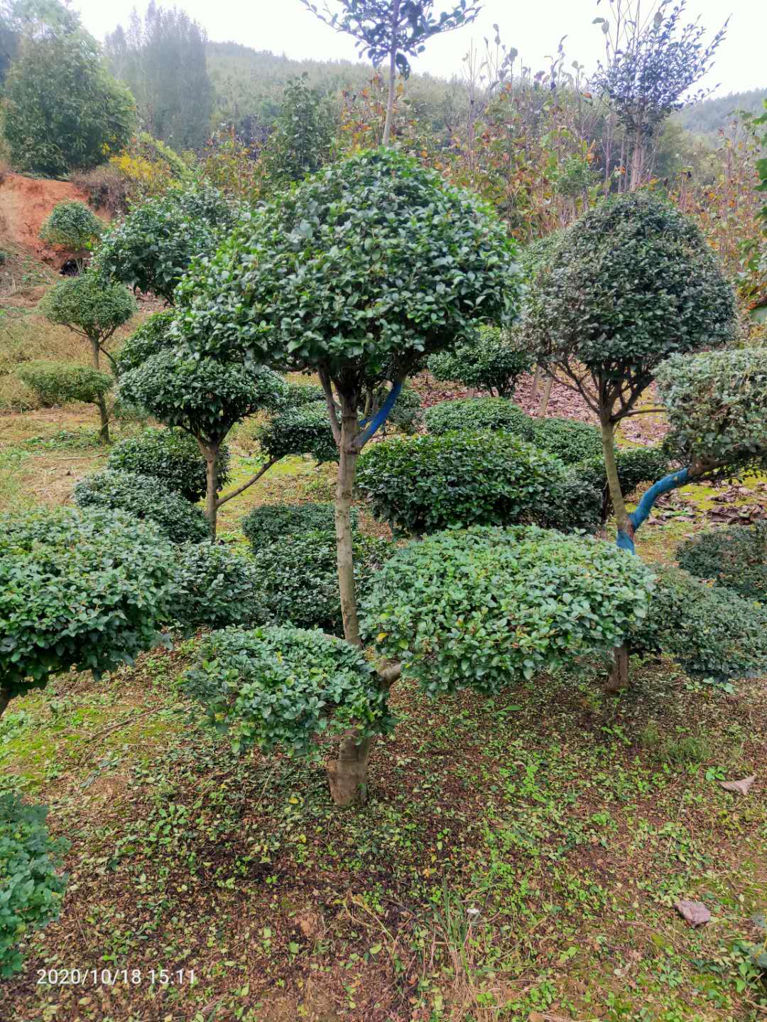 小葉女真造型圖片/小葉女真造型樣板圖 (3)