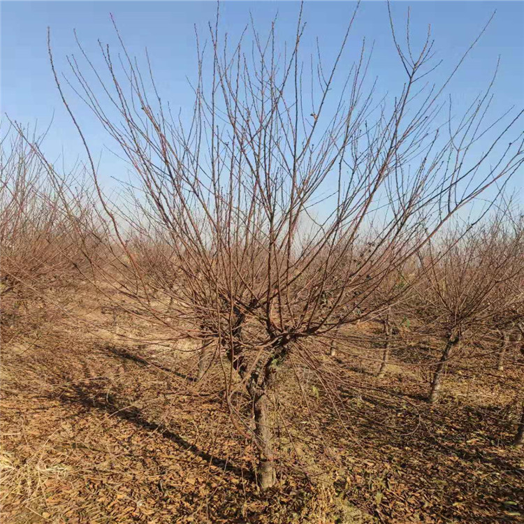 榆叶梅山东泰安 岱岳区