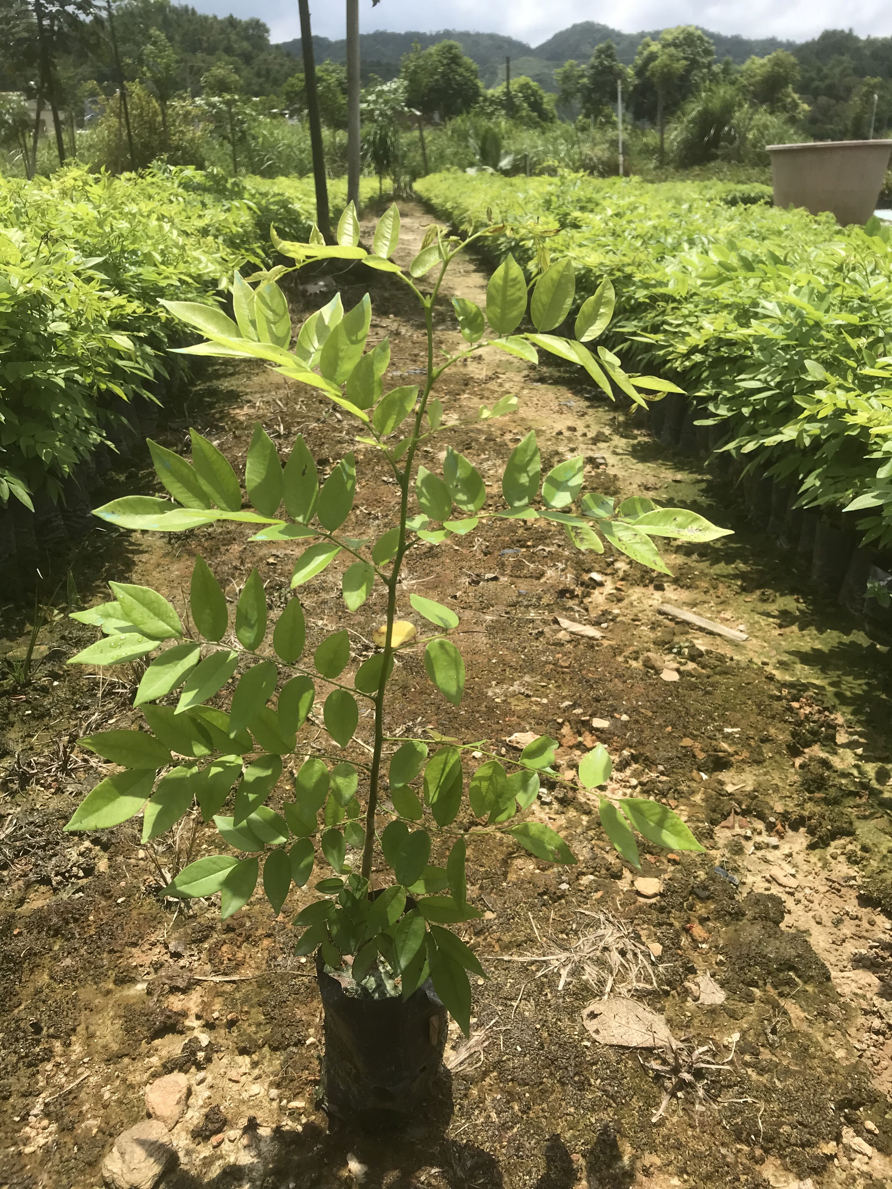 海南黃花梨樹苗圖片/海南黃花梨樹苗樣板圖 (2)