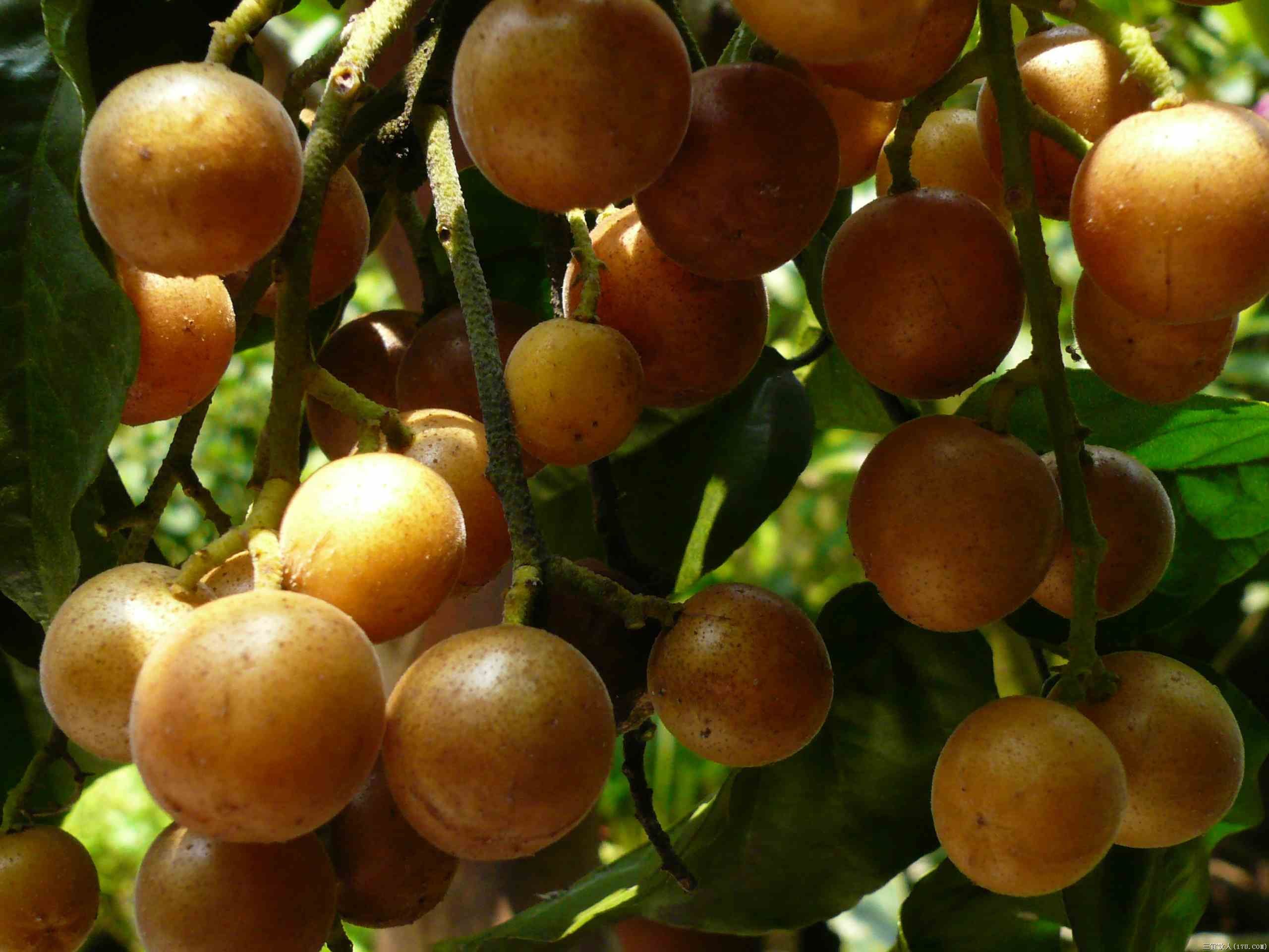 黃皮苗圖片/黃皮苗樣板圖 (2)