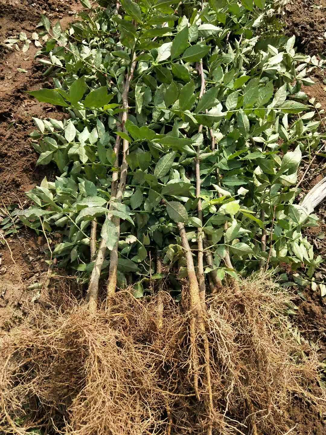 泰安市花椒苗厂家大红袍花椒苗种植基地 有九叶青花椒苗 无刺花椒苗 品种纯正