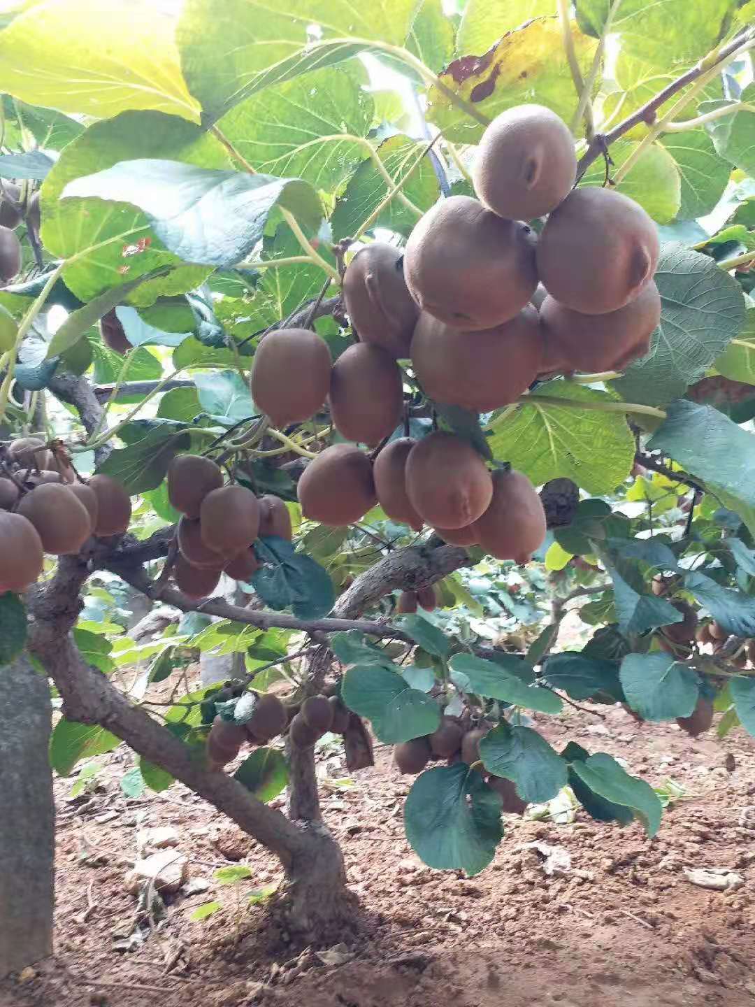 獼猴桃苗種植基地 紅陽獼猴桃苗品種純正 批發(fā)價(jià)格量大優(yōu)惠