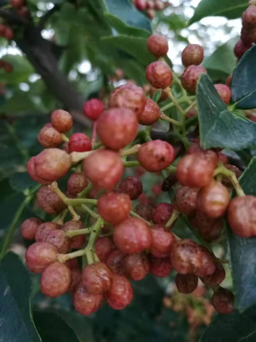 大红袍花椒苗种植基地 有九叶青花椒苗 无刺花椒苗 品种纯正