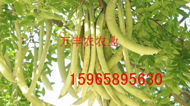 皂角圖片/皂角樣板圖 (2)