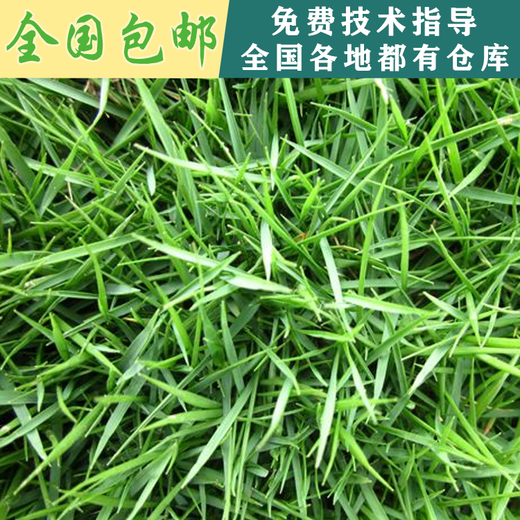 結(jié)縷草種子圖片/結(jié)縷草種子樣板圖 (2)