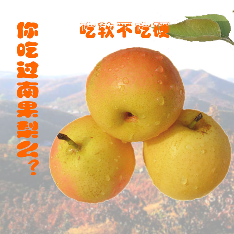 南果梨圖片/南果梨樣板圖 (1)