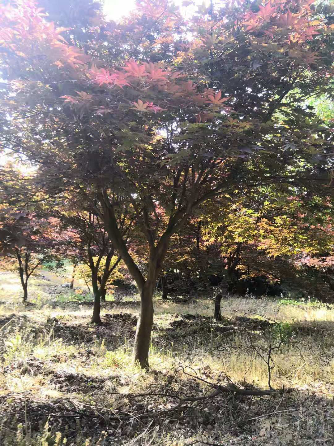 紅楓圖片/紅楓樣板圖 (2)