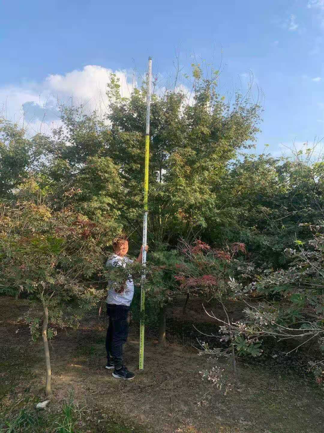 雞爪槭圖片/雞爪槭樣板圖 (1)