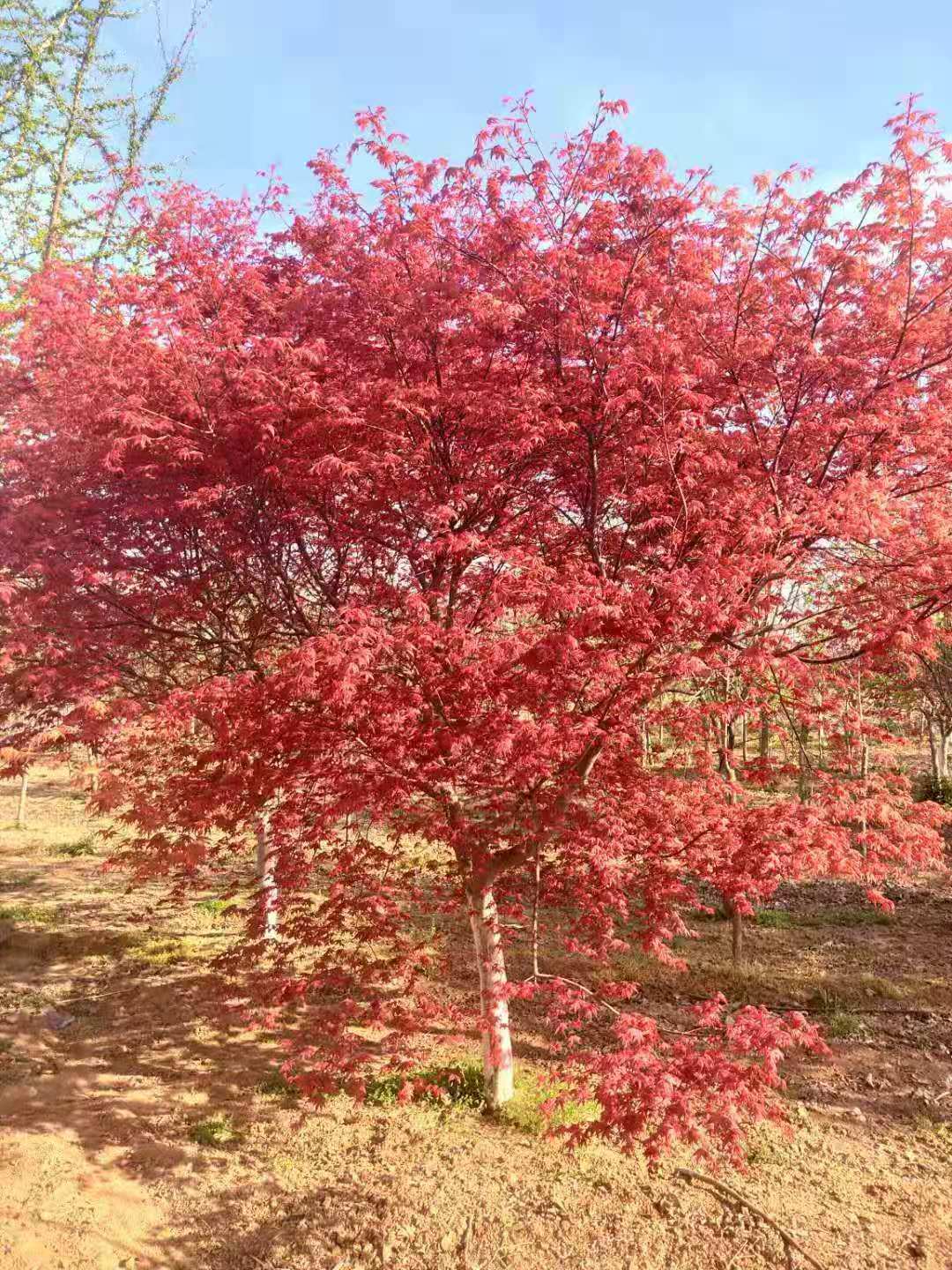紅楓圖片/紅楓樣板圖 (4)