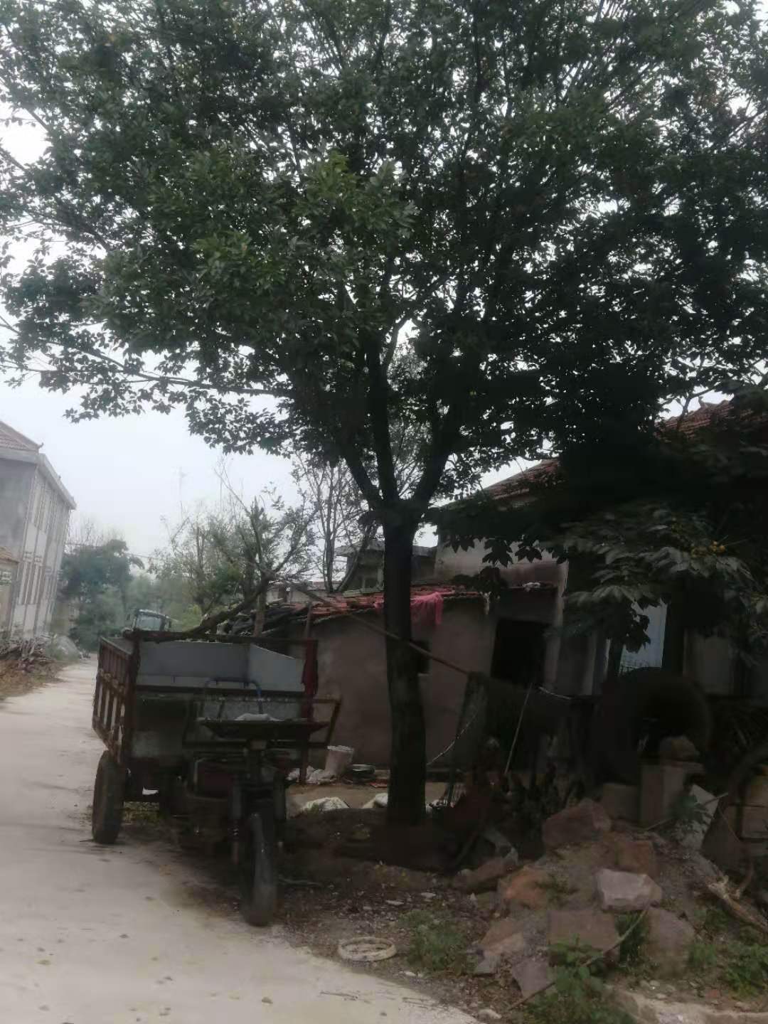 湖南樸樹一棵多少錢、基地直銷、大量供應(yīng)【邳州市銀杏森林苗圃場總部】