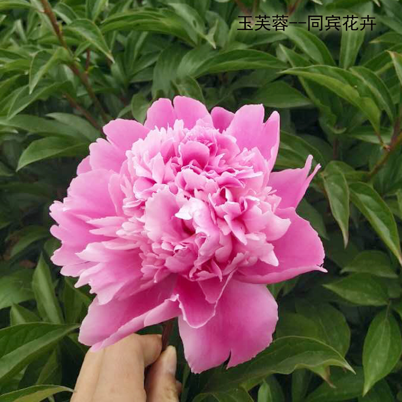 花神芍藥圖片/花神芍藥樣板圖 (3)