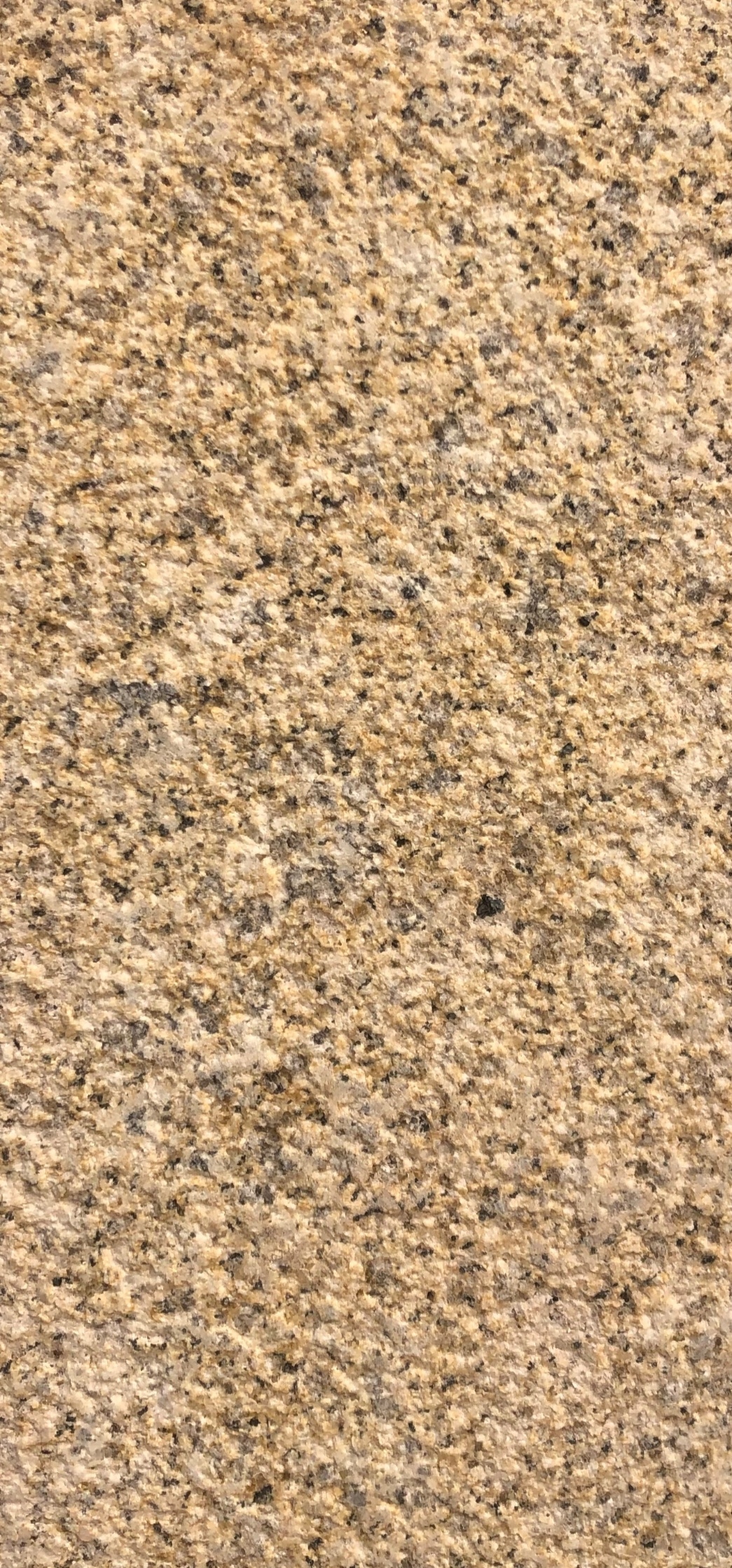 新疆天山黃圖片/新疆天山黃樣板圖 (4)