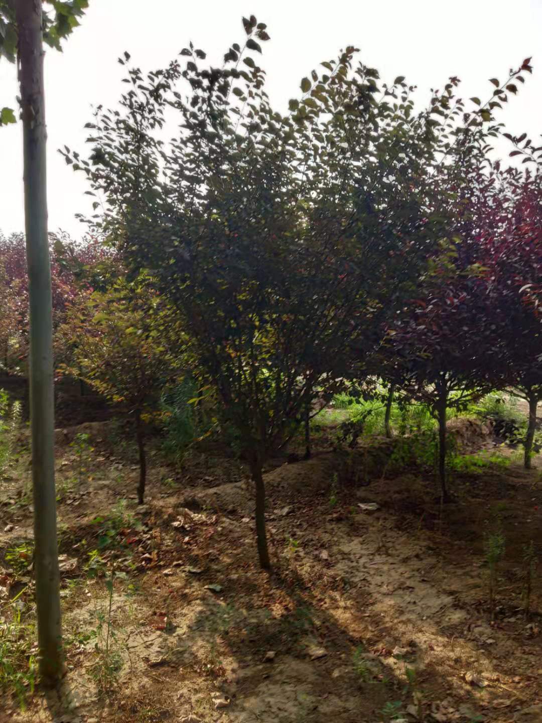 美人梅圖片/美人梅樣板圖 (2)