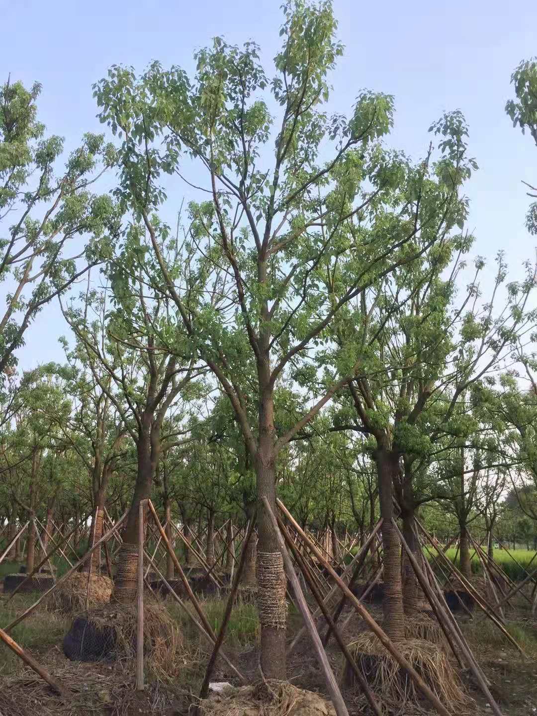 全冠移植香樟圖片/全冠移植香樟樣板圖 (3)