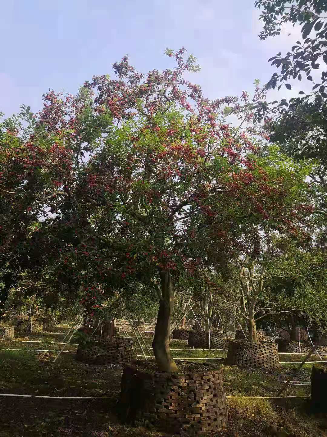 紅果冬青圖片/紅果冬青樣板圖 (3)