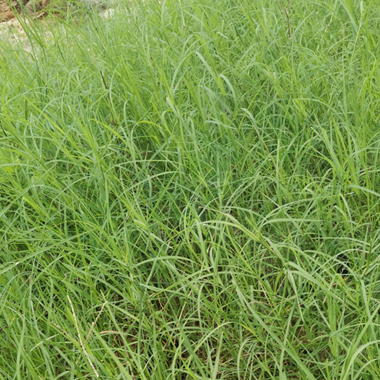 狗牙根種子圖片