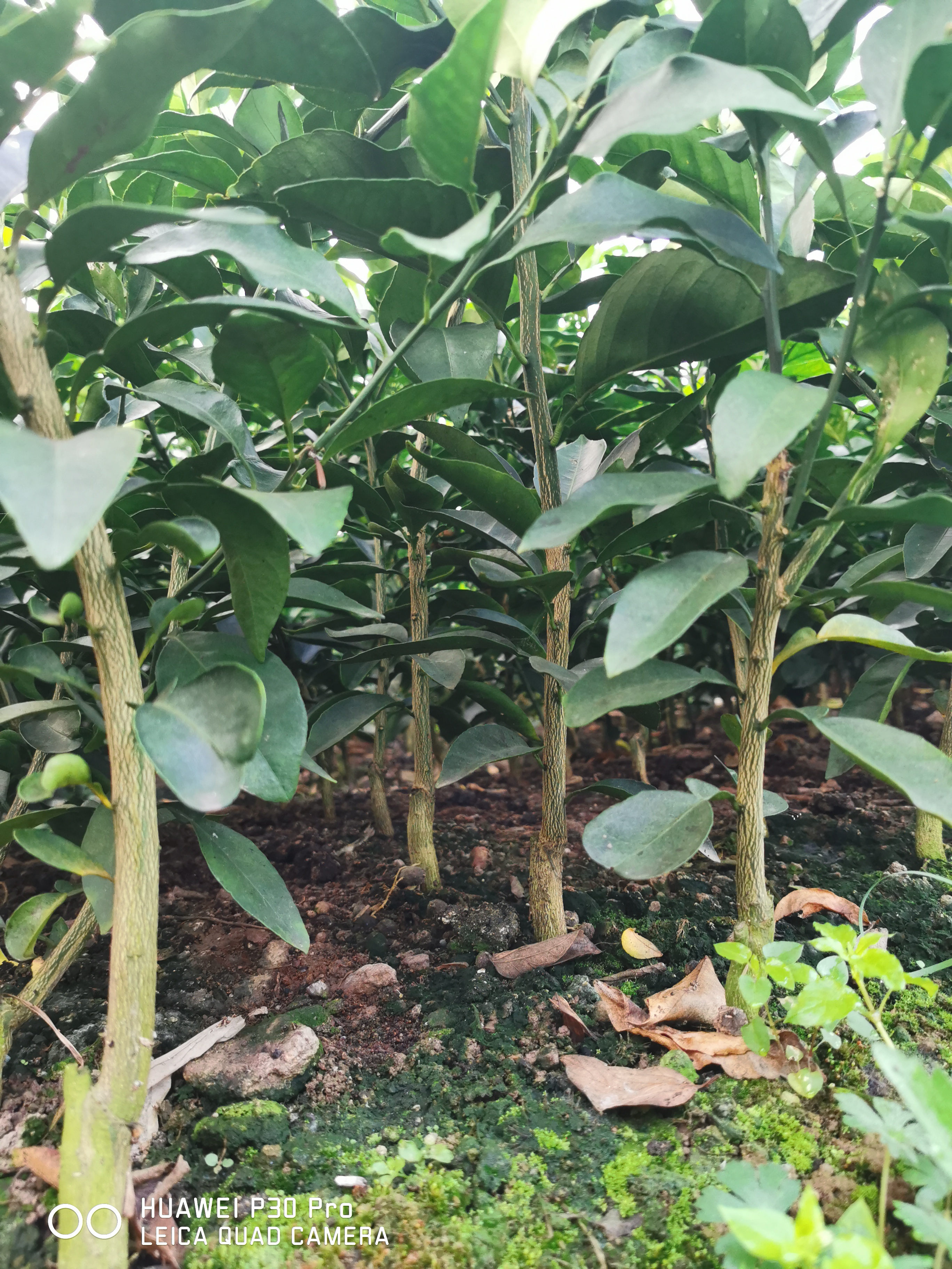 甘平批發(fā)基地圖片/甘平批發(fā)基地樣板圖 (3)