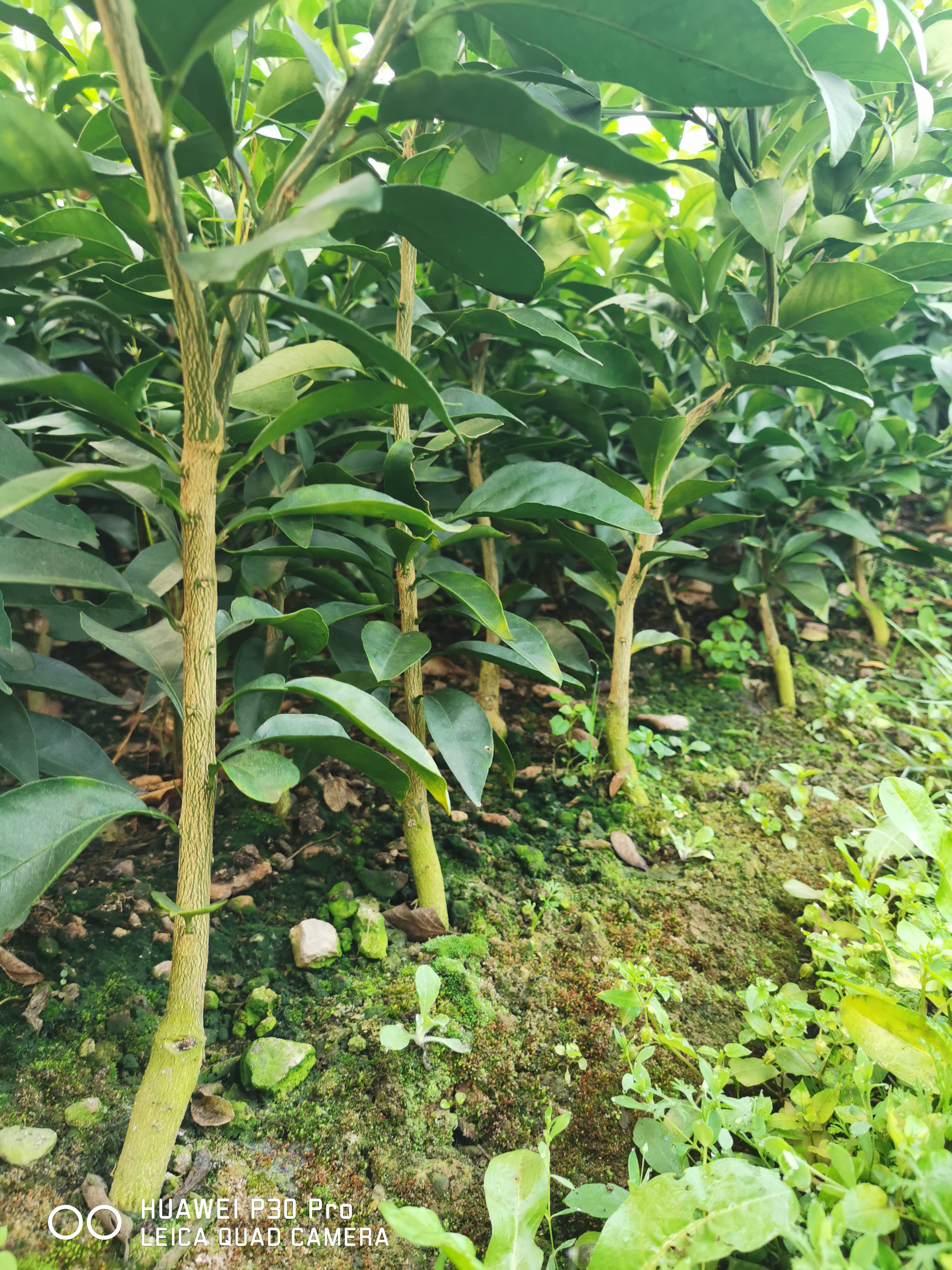 甘平圖片/甘平樣板圖 (4)