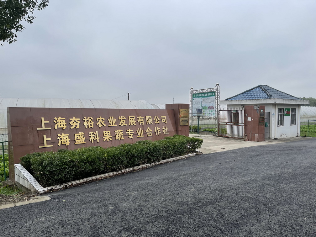 奶油紅生菜波士頓新鮮果蔬圖片/奶油紅生菜波士頓新鮮果蔬樣板圖 (2)