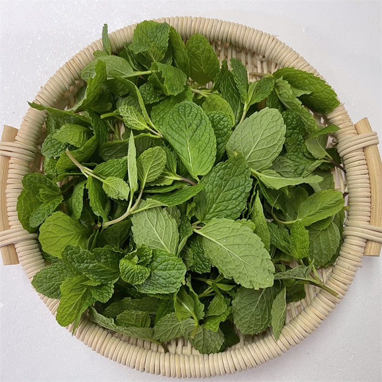 薄荷葉嫩頭新鮮可食用泡水調(diào)酒香料蕃荷葉芽烘焙奶茶西餐擺盤裝飾批發(fā)銷售餐飲門店西餐廳酒店供應(yīng)超市*全國物流冷鏈保鮮上海