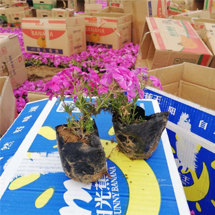 叢生福祿考批發(fā)、價(jià)格、種植基地【青州市沐輝園藝有限公司】