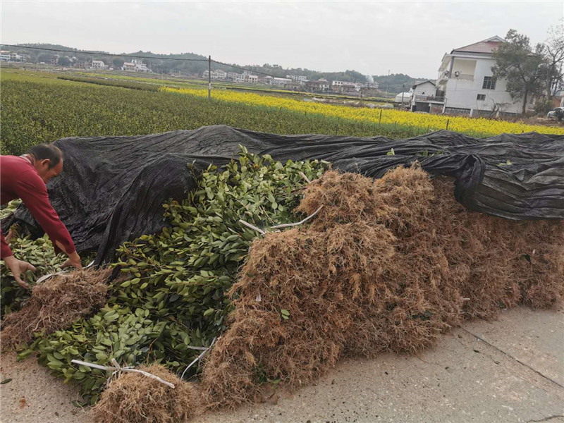 成都二年生裸根茶籽苗图片