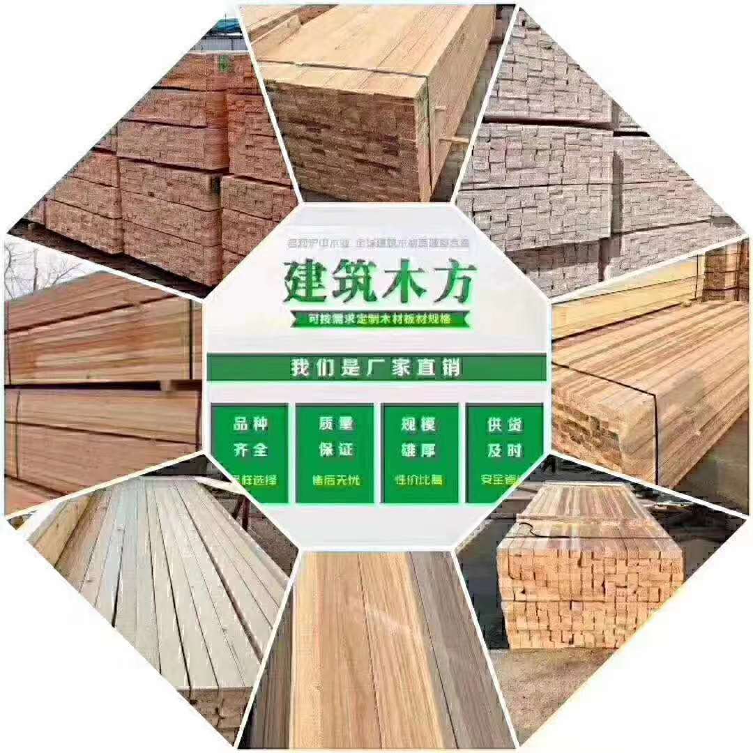 落葉松圖片/落葉松樣板圖 (2)