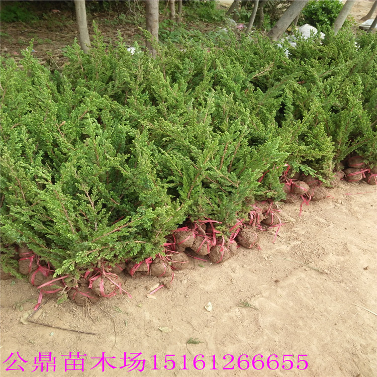 鋪地柏圖片/鋪地柏樣板圖 (2)